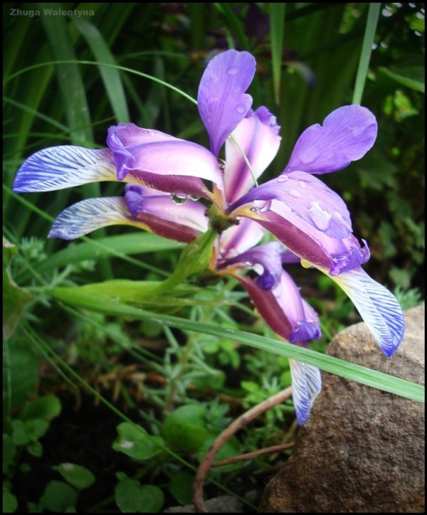 Фотовиставка Валентини Жуги